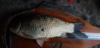 해창만 4짜 턱걸이