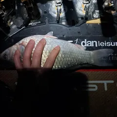 경상남도 부산 붕어 올려봅니다