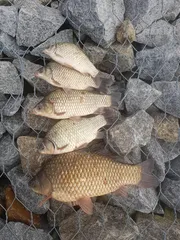 상주낙동강 사짜 월두마리