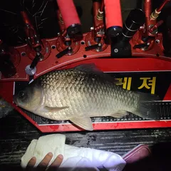 수심 3미터에서 4짜 손맛좋네요