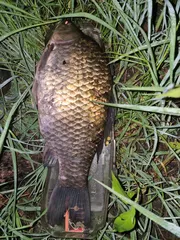 지인 인생고기 50cm