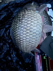 올해 4번째 사짜