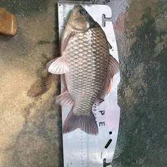 월척신고합니다