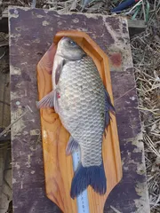 올해 첫 4짜 입니다