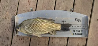 바람을 뚫고 나온 녀석