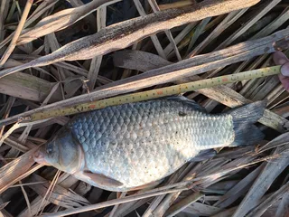 토요일 하루에 월척3수-2