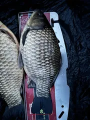 올해 5번째 사짜