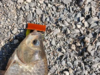 토종터 짬 낚시 365cm