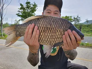 낙동강 본류 453