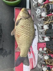 44cm 토종붕어 입니다