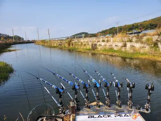 강화도 황금붕어