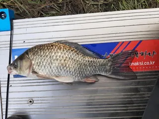 오랜만에 오네요