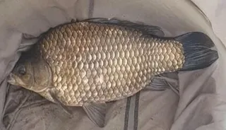 빵은 오짜같은 사짜네요^^;