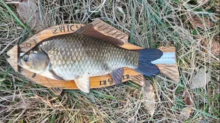 토종터 산속소류지 탐사독조 463cm 46 두수중 1수