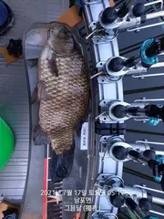 작지만 월척 신고합니다