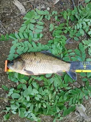 토종터 짬 낚시 34cm