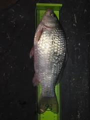 2026년 1월1일 첫월척