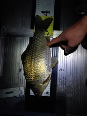 올해 저수지 첫출조에 4짜네요