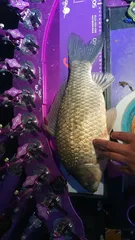 도전은 계속됩니다