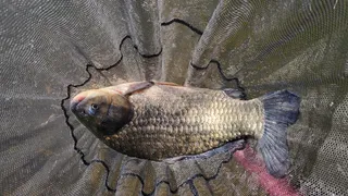 계곡지 4짜붕어