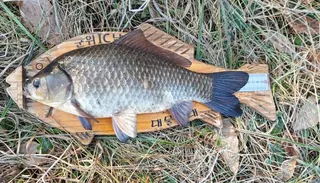 토종터 산속소류지 탐사독조 462cm 46 두수중 1수