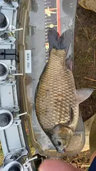 작지만 월척 신고합니다