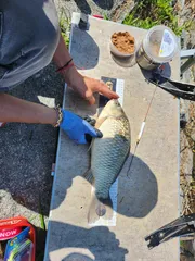 지평지  자동빵