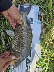 44cm 올려봅니다~~