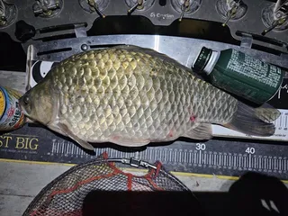 오름수위 특수 기록갱신 했네요