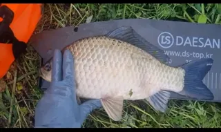 하루 4짜만 4마리  한마리는 자동방생 ㅠㅠ