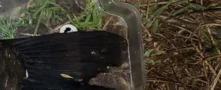 터 쎈 한방터 5짜 붕어