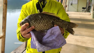 양평 힐링 수곡낚시터 5월 셋째주 주후반 붕어방류 및 조황