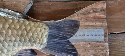 고삼저수지 나오면 사짜붕어