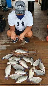 고삼지 상류권 전역 붕어타작!