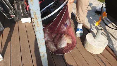 아산 명품 월랑낚시터 5월 첫번째 조황이야기입니다...^^