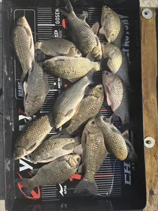 당진 항곡낚시터 주말조황 입니다