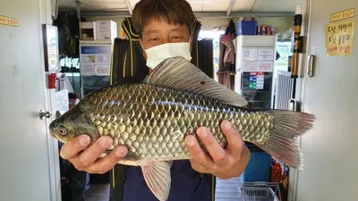 고삼지 명절 전 넉넉한 조황입니다.