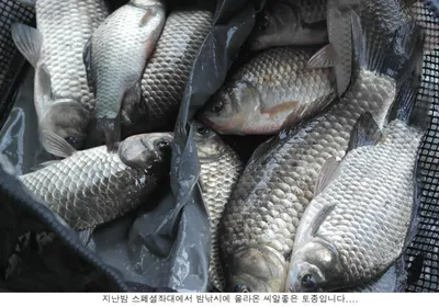 오름수위에 입질도 시원합니다...