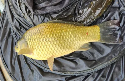 화곡낚시터 조황정보