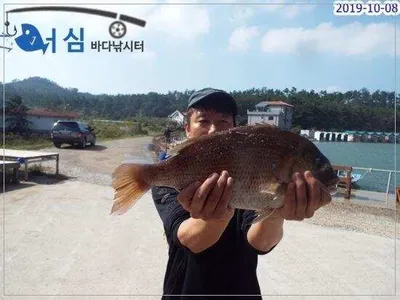  10월8일 어심바다낚시터조황