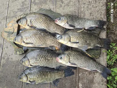 용담대물낚시터 