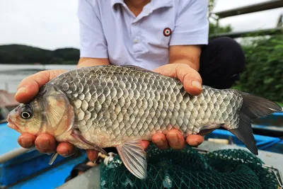 안성 두메낚시터 9월18일 조황안내