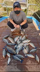 고삼지 사짜붕어가 미쳤어요