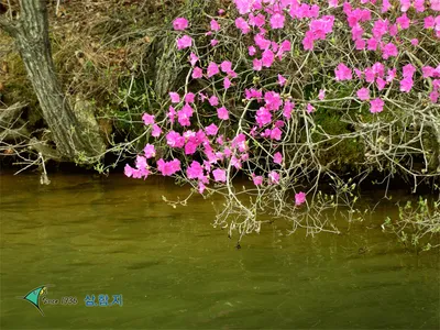 ■■ 삼합지 ■■ 말이 필요 없는 조황정보!