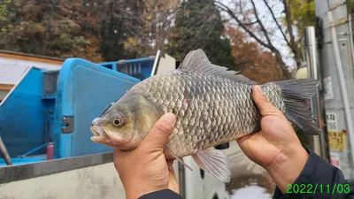 힐링 수곡낚시터 대호만 토종붕어 대량방류 및 조황소식
