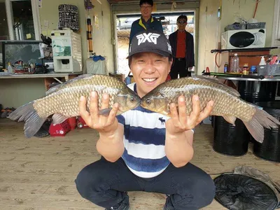 고삼지 상류권 마리수 조황입니다.