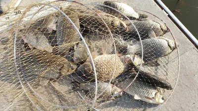 아산 명품 월랑낚시터 4월 다섯번째 조황이야기입니다...^^