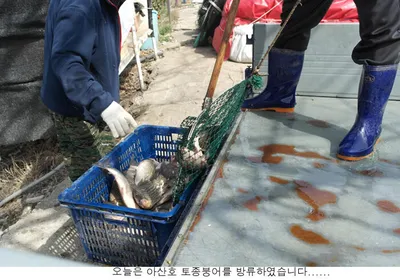 신봉지 방류도하고 조황도 올리고....