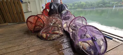 새달8월첫날 여름피서 힐링 수곡낚시터 금,토 주말조과도 괜찬습니다