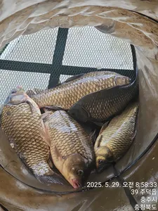 화곡낚시터 조황정보 